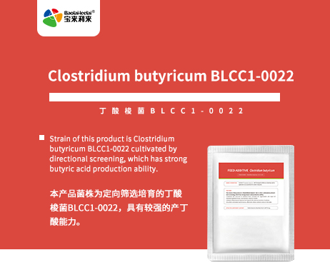 Clostridium butyricu