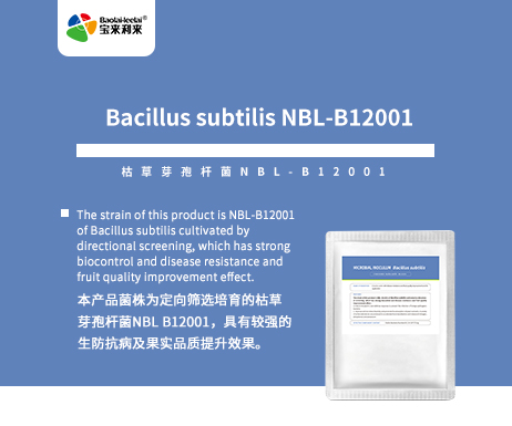 Bacillus subtilis NB