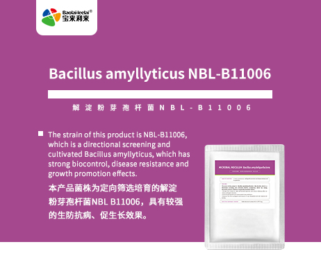 Bacillus amyllyticus