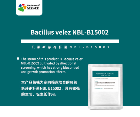 Bacillus velez NBL-B15002