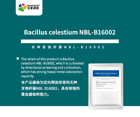 Bacillus celestium N